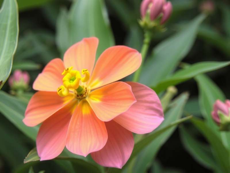 CIMAP Research Fields